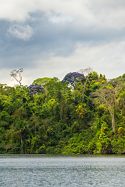 Trees in bloom, Lake Sandoval, Tambopata, Puerto Maldonado, Madre de Dios, Peru, South America