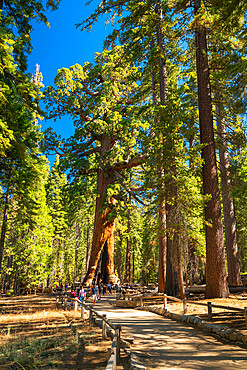 Famous giant sequoia tree named Grizzly Giant, Mariposa Grove, Yosemite National Park, California, USA