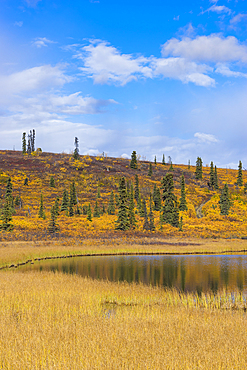 Lake with grass and trees in autumn, Glenallen Hwy, Alaska, United States of America, North America