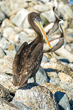 Pelican perching on rock at beach, Caleta Portales, Valparaiso, Valparaiso Province, Valparaiso Region, Chile, South America