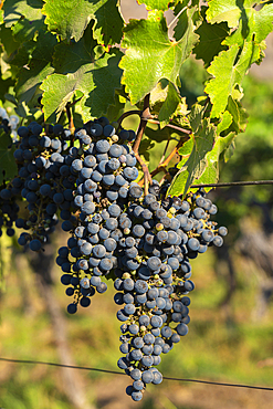 Detail of red grapes at Haras de Pirque winery, Pirque, Maipo Valley, Cordillera Province, Santiago Metropolitan Region, Chile, South America