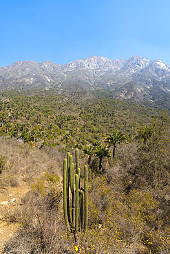 Cactus and Chilean palm trees, Sector Palmas de Ocoa, La Campana National Park, Cordillera De La Costa, Quillota Province, Valparaiso Region, Chile, South America