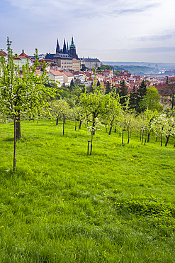 Prague Castle and Patrin Gardens in spring, Prague, Bohemia, Czech Republic (Czechia), Europe