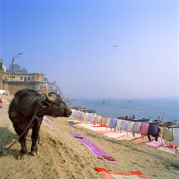 Water buffalo and drying washing on the banks of the river Ganges, Varanasi, Uttar Pradesh state, India, Asia