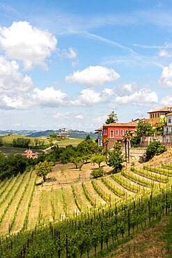 Vineyards among hills, Langhe, Piedmont, Neive, Italy