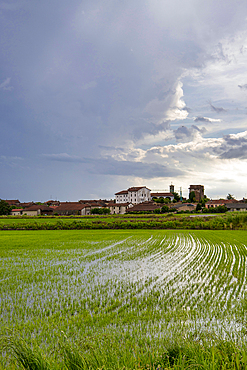 Fields and rice fields on a summer day, under a stormy sky, Novara, Po Valley, Piedmont, Italy, Europe