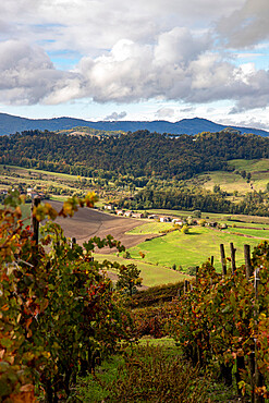 Hills and vineyards of Oltre Po Pavese in autumn season, Northern Apennines, Pavia, Lombardy, Italy, Europe