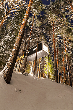 View from below of a hotel room shaped like a capsule on top of trees covered with snow, night view, Tree hotel, Harads, Lapland, Sweden, Scandinavia, Europe