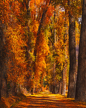 Autumn coloured trees near Aspen Cemetery. Aspen, Colorado, USA