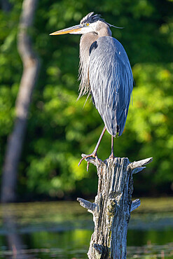 Great Blue Heron