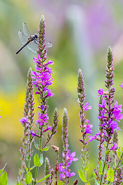 Summer Wild Flowers and Dragonfly