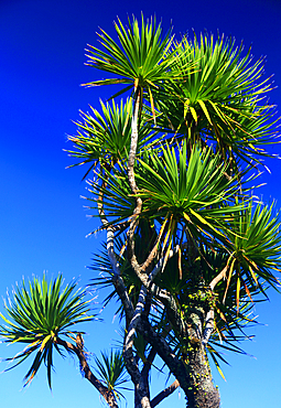 Palm trees, West Coast, South Island, New Zealand
