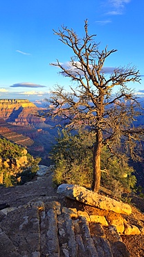 Grand Canyon, Arizona, USA