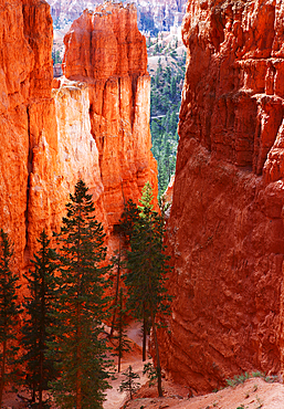 Navajo Loop trail descending from Sunrise Point, Bryce Canyon, Utah, United States of America, North America