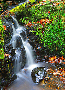 Minature unamed waterfall, Pyrddin Gorge, Pontneddfechan, Neath Valley, South Wales, UK