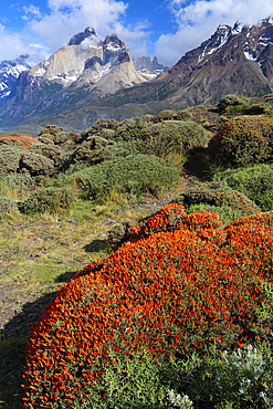 Torres del Paine National Park, Patagonia, Chile, South America