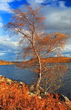 Tree in autumn, Loch Naver, Sutherland, Highland, Scotland, United Kingdom