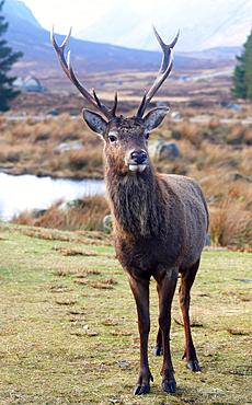 Stag, Rannoch Moor, Highland, Scotland