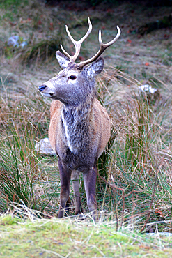 Stag, Rannoch Moor, Scotland