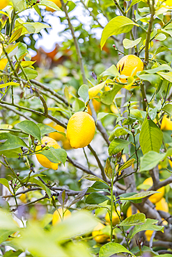 Europe, Portugal, Monsanto. Lemons growing on a tree.