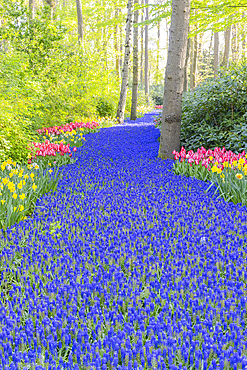 Europe, Netherlands, South Holland, Lisse. April 26, 2022. A river of bluebell flowers at Keukenhof Gardens.