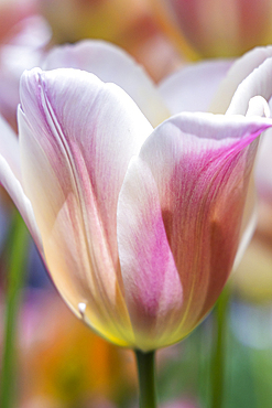 Europe, Netherlands, South Holland, Lisse. Pale colored tulips in a garden.