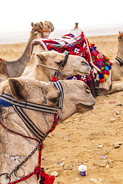 Giza, Cairo, Egypt. Camels in halters in Giza, Cairo.