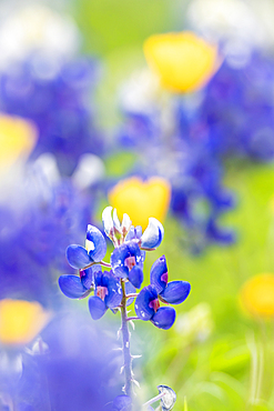 Johnson City, Texas, USA. Bluebonnet wildflowers in the Texas hill country.