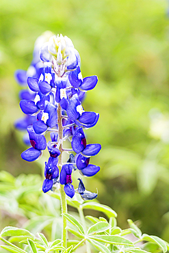 Spicewood, Texas, USA. Bluebonnet wildflowers in the Texas hill country.