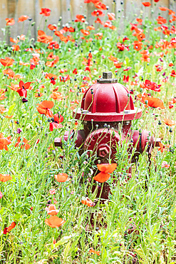 Castroville, Texas, USA. Poppies and fire hydrant in the Texas hill country.