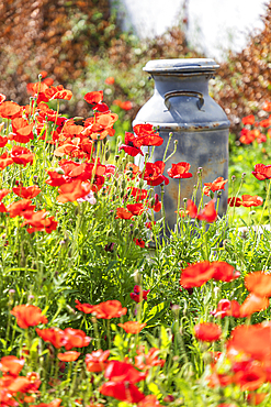 Castroville, Texas, USA. Old milk jug in poppies in the Texas hill country.