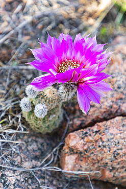 Castroville, Texas, USA. Barrel cactus flower in the Texas hill country.