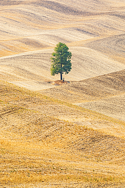 USA, Washington State, Whitman County. Palouse. Lone tree in rolling field.