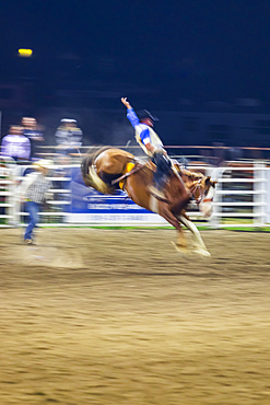 USA, Washington State, Whitman County. Palouse. Palouse Empire State Fair. Colfax. September 9, 2021. Bronco riding at a country fair rodeo.