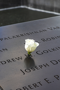 Manhattan, New York City, New York, USA. November 3, 2021. White rose at the 9/11 Memorial in Lower Manhattan.