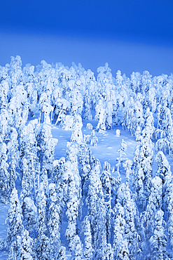 A forest completely covered in snow during a blue hour in Finnish Lapland, Finland, Europe