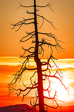 a tree affected by fires is illuminated by the warm light of the sunset, Yosemite National Park, California, United States of America