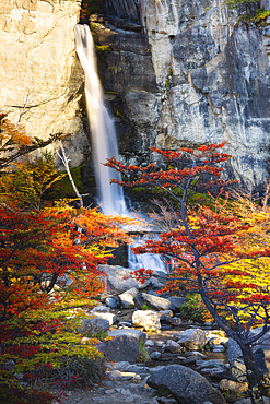 Chorrillo del Salto waterfall framed by autumn trees, El Chalten, Parque Nacional Los Glaciares, Santa Cruz, Patagonia Argentina, Argentina, South America