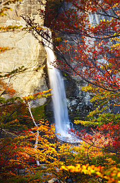 Chorrillo del Salto waterfall framed by autumn trees, El Chalten, Parque Nacional Los Glaciares, Santa Cruz, Patagonia Argentina, Argentina, South America