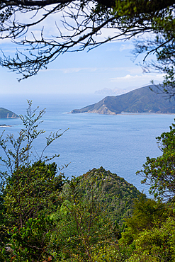 Ocean Vista Framed by Native Bush Along Scenic Port Underwood Road, Marlborough Sounds, New Zealand