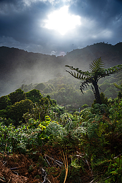 Dramatic Backlight and Rainforest Silhouette with Fern Trees in the Mountains of Paparoa National Park, New Zealand
