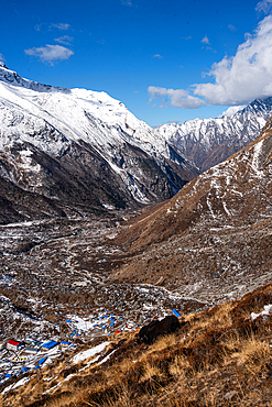Yak perched above the village of Kyanjin Gompa, Nepal, with sweeping valley views and towering peaks in clear blue skies