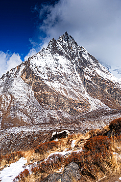 Yak standing beneath a dramatic snow-capped peak in Langtang Valley, surrounded by dry alpine grass and rugged Himalayan terrain. Peak of Langtang Lirung above