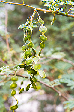 Fruits of Acacia, Botanical Garden on El Nabatat Island or Kitchener's Island, Aswan, Egypt, Northeastern Africa