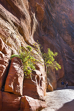 The Siq, narrow gorge leading to the Historic and archaeological Nabataean city of Petra, UNESCO World Heritage Site, Jordan, Near East, Southern Levant, West Asia