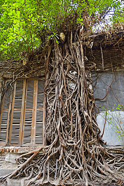 ficus roots growing on a wall of a ruined building, Old Town of Semarang, Java island, Indonesia, Southeast Asia