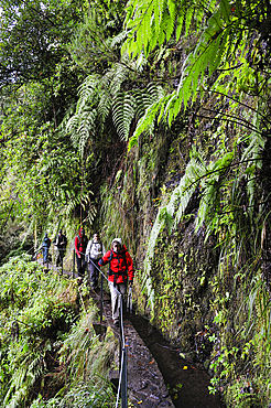 hikers on the path along the levada (aqueduct) of Green Cauldron (Caldeirao Verde),Madeira island,Atlantic Ocean,Portugal