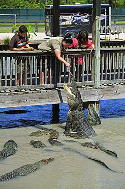 alligators feeding, Gator Country Wildlife Adventure Park, Beaumont, Texas, United States of America, North America