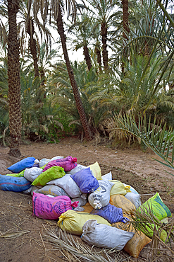 Sacks of dates, palm grove of Zagora, Draa River valley, Province of Zagora, Region Draa-Tafilalet, Morocco, North West Africa