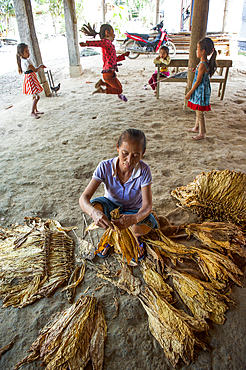 Woman sorting and bunching of tobacco leaves, village around Nong Khiaw, District of Luang Prabang, Northern Laos, Southeast Asia